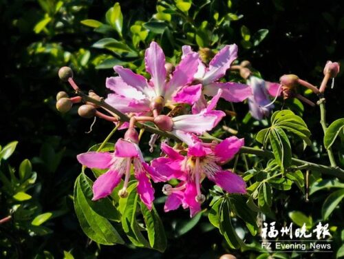 冬日福州，绚丽多彩美如画