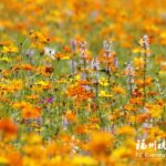 冬日福州，绚丽多彩美如画