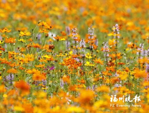 冬日福州，绚丽多彩美如画