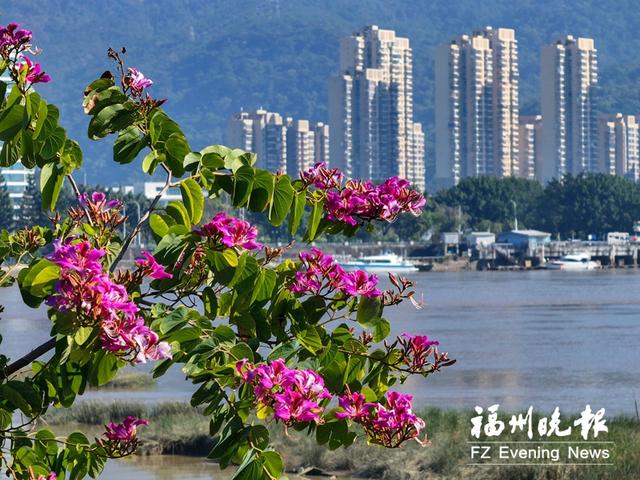 冬日福州,绚丽多彩美如画
