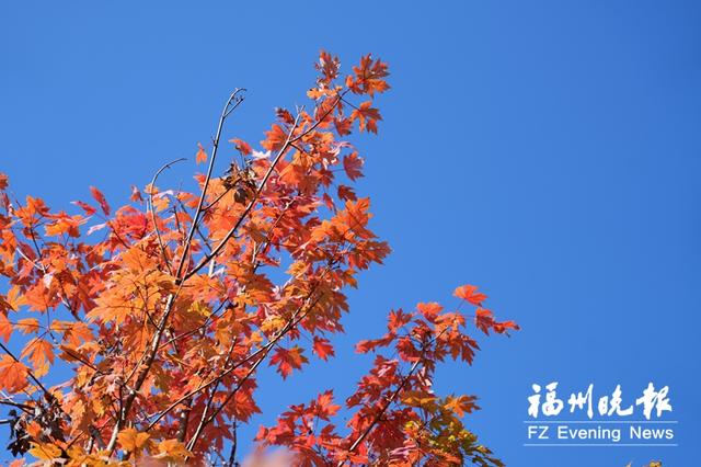 冬日福州,绚丽多彩美如画