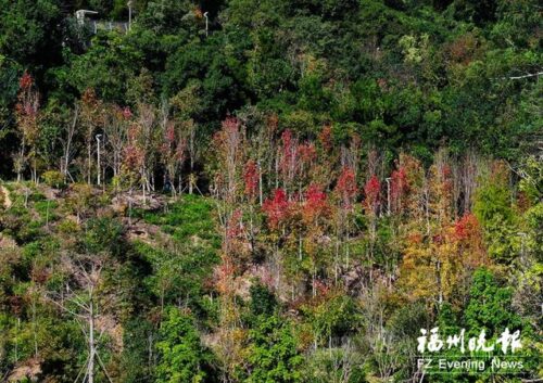 冬日福州，绚丽多彩美如画