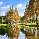 福建水杉最佳观赏之期已到！快来打卡吧→