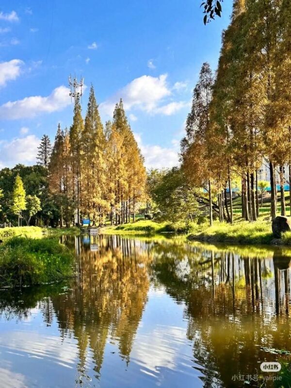 福建水杉最佳观赏之期已到！快来打卡吧→