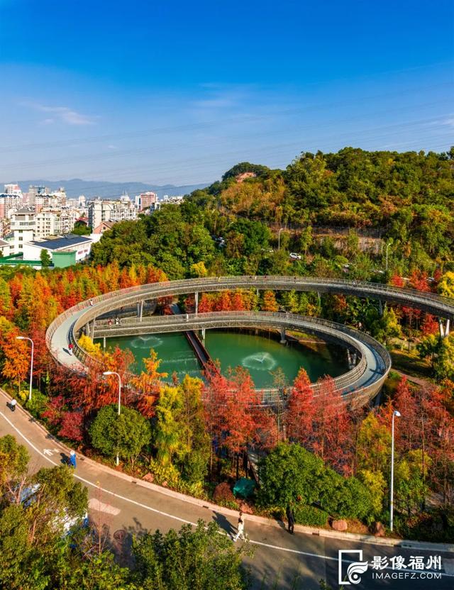 福建水杉最佳观赏之期已到!快来打卡吧→