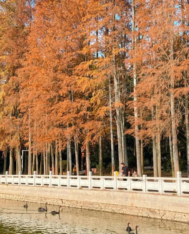 福建水杉最佳观赏之期已到!快来打卡吧→
