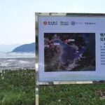 恒生中国“种·未来”蓝碳生态系统红树林保护修复项目顺利收官