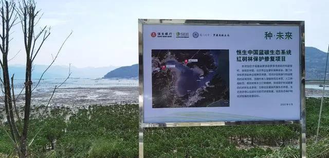 恒生中国“种·未来”蓝碳生态系统红树林保护修复项目顺利收官