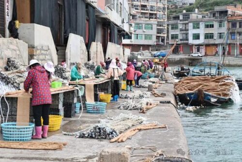无需投喂！最佳下苗季节来了！福建不少人爱吃！