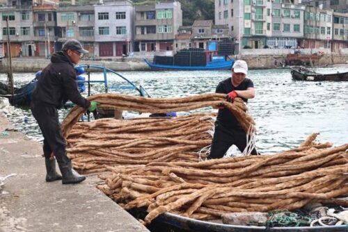 无需投喂！最佳下苗季节来了！福建不少人爱吃！