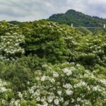 建瓯：打造多彩森林绘就生态美景