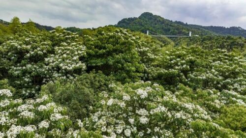 建瓯：打造多彩森林绘就生态美景