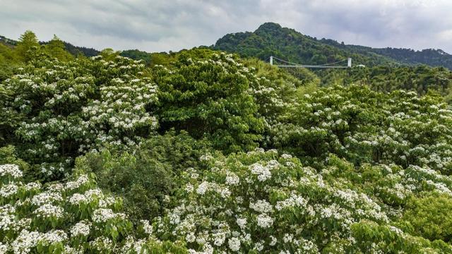 建瓯:打造多彩森林绘就生态美景