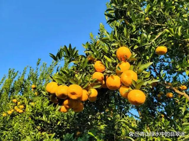 福建漳州最出名的是什么