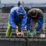 福建霞浦：从“北参南养”到“南参南养”