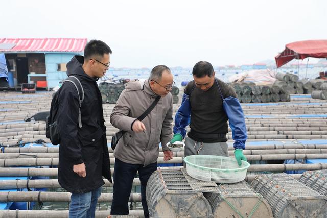 福建霞浦:从“北参南养”到“南参南养”