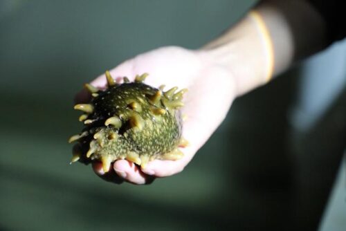 福建霞浦：从“北参南养”到“南参南养”