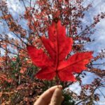 福建，有“枫”情！