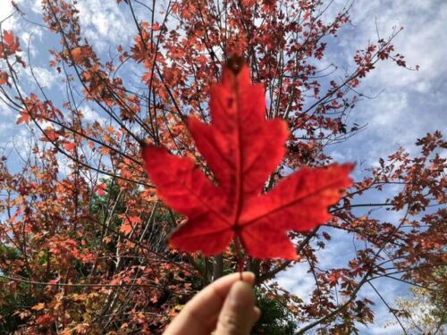 福建，有“枫”情！