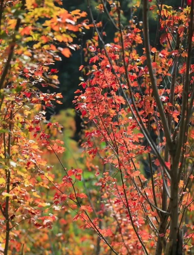 福建,有“枫”情!
