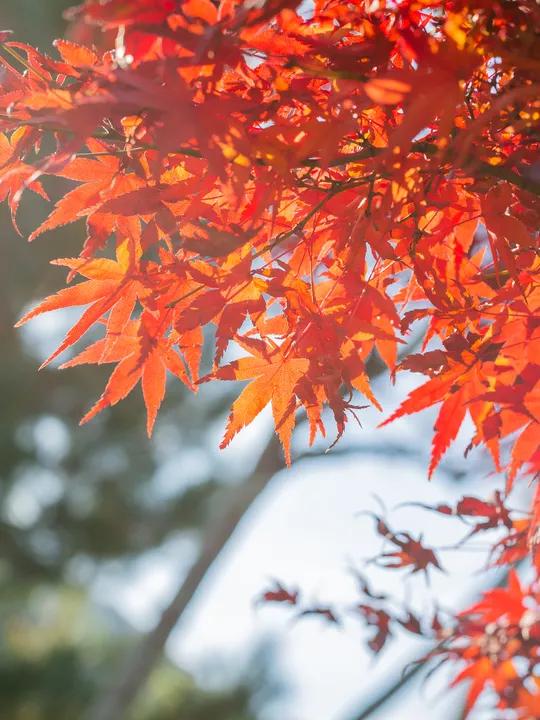 福建,有“枫”情!