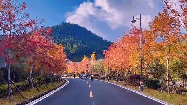 福建,有“枫”情!