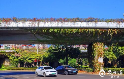 桥缝宛如“花海银河”！泉州后渚大桥等实施立体绿化显成效