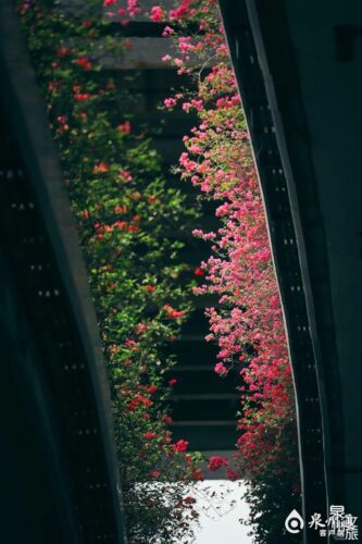 桥缝宛如“花海银河”！泉州后渚大桥等实施立体绿化显成效