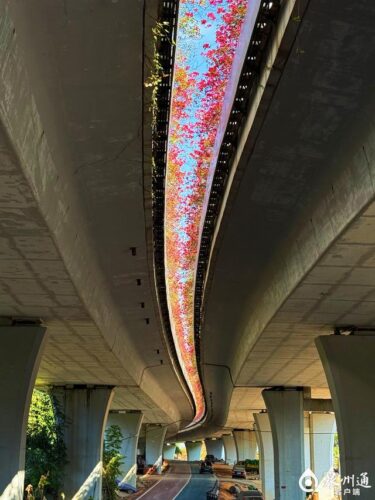 桥缝宛如“花海银河”！泉州后渚大桥等实施立体绿化显成效