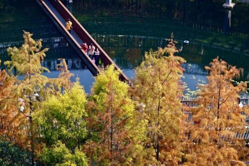 福建福州：福道水杉“换装”引游人