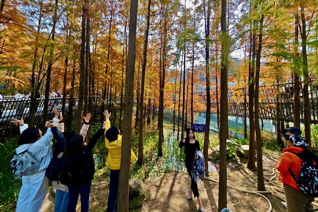 福建福州:福道水杉“换装”引游人