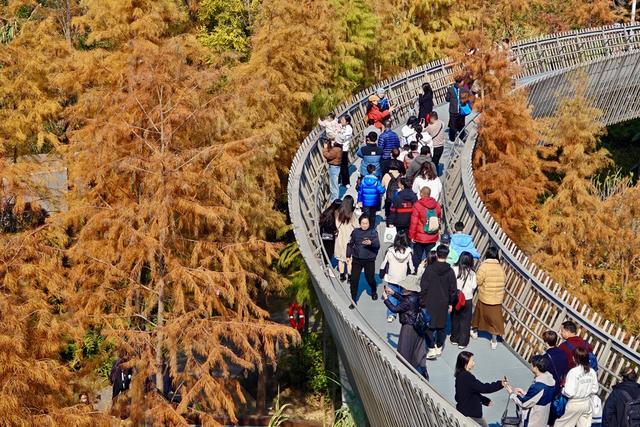 福建福州:福道水杉“换装”引游人