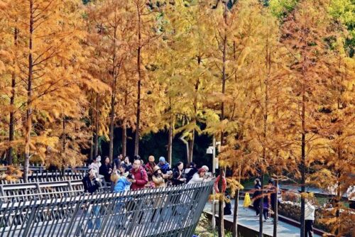 福建福州：福道水杉“换装”引游人