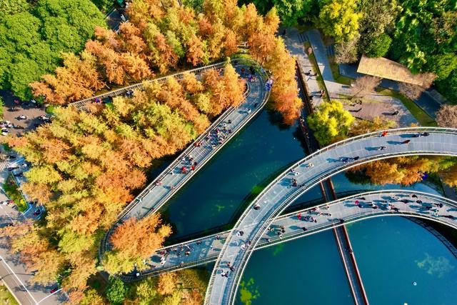 福建福州:福道水杉“换装”引游人