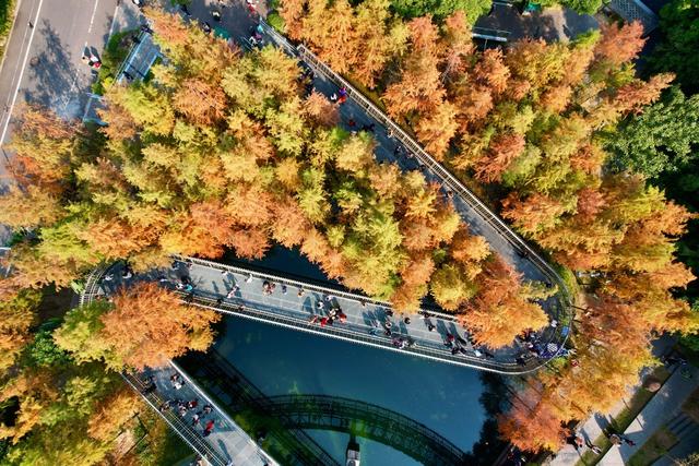 福建福州:福道水杉“换装”引游人