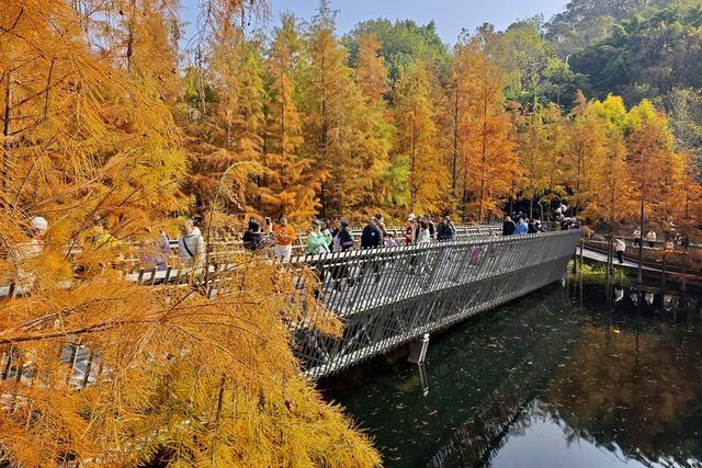 福建福州:福道水杉“换装”引游人