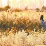 蒹葭弄影波潋滟——厦门日报带您打卡马銮湾新城生态美景