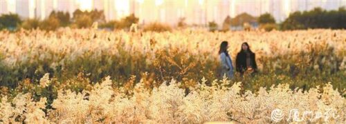蒹葭弄影波潋滟——厦门日报带您打卡马銮湾新城生态美景
