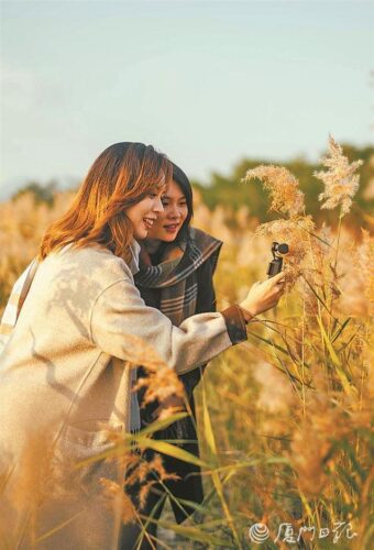 蒹葭弄影波潋滟——厦门日报带您打卡马銮湾新城生态美景
