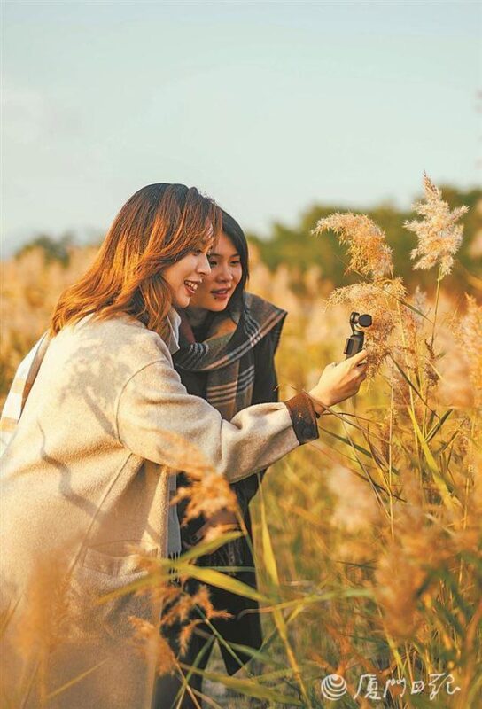 蒹葭弄影波潋滟——厦门日报带您打卡马銮湾新城生态美景