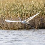 觅食、嬉戏，它们来福宁湾滨海湿地过冬
