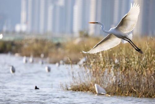 觅食、嬉戏，它们来福宁湾滨海湿地过冬