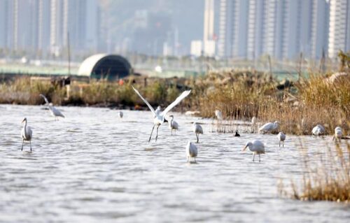 觅食、嬉戏，它们来福宁湾滨海湿地过冬