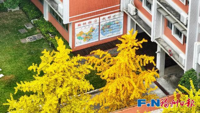 福州“下金雪”了！