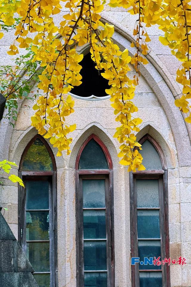 福州“下金雪”了!