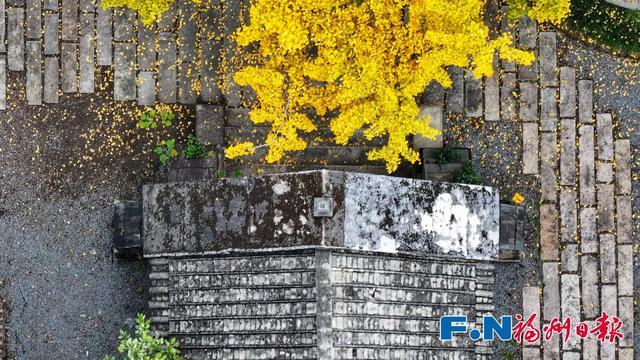 福州“下金雪”了!