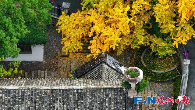 福州“下金雪”了!