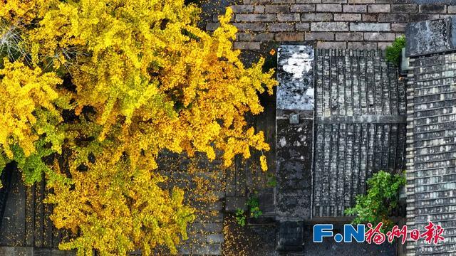 福州“下金雪”了!