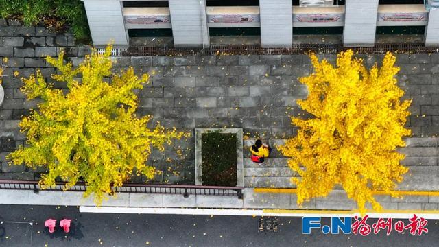 福州“下金雪”了!
