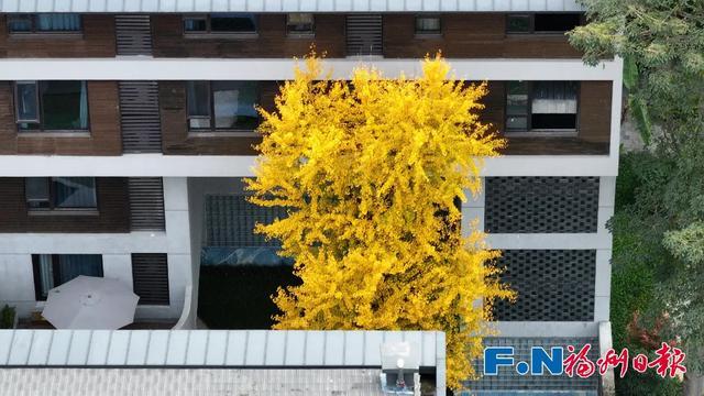 福州“下金雪”了!